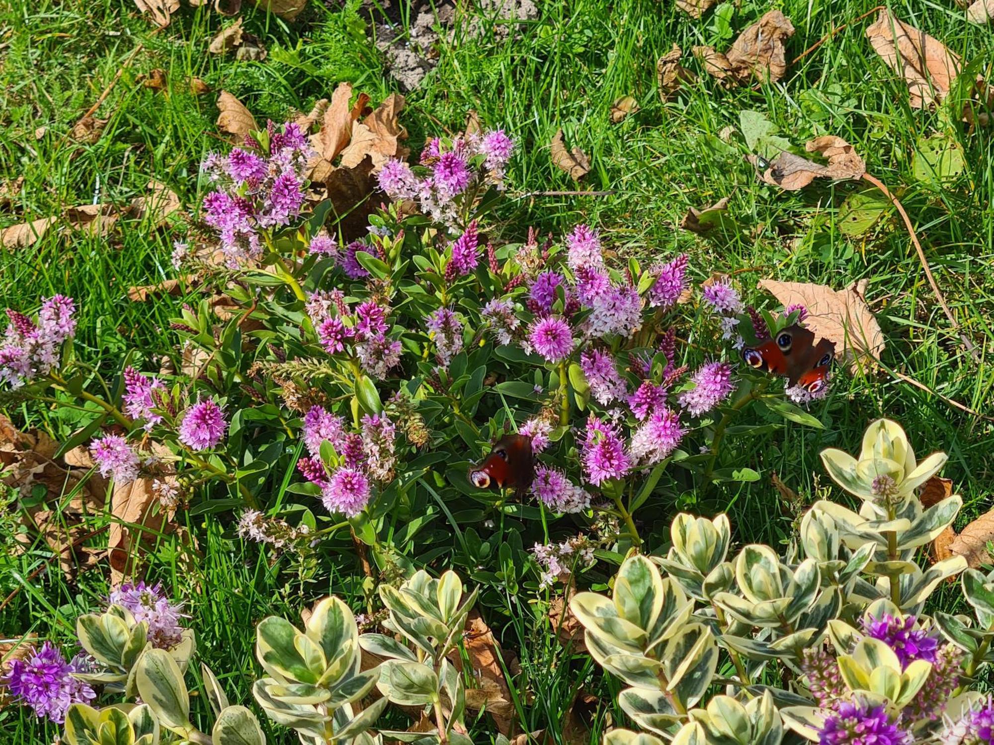 Chalet 'Como La Flor' Julianadorp Flowerfields Overview! Buitenkant foto